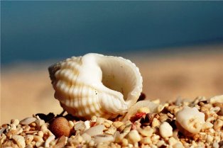 Дары моря
