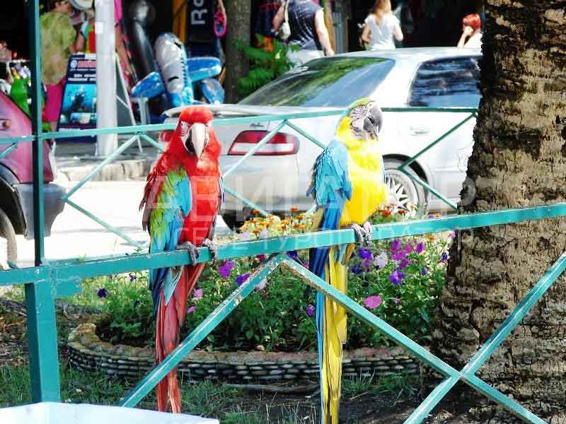 РОБЕРТ - частная мини-гостиница в Адлер