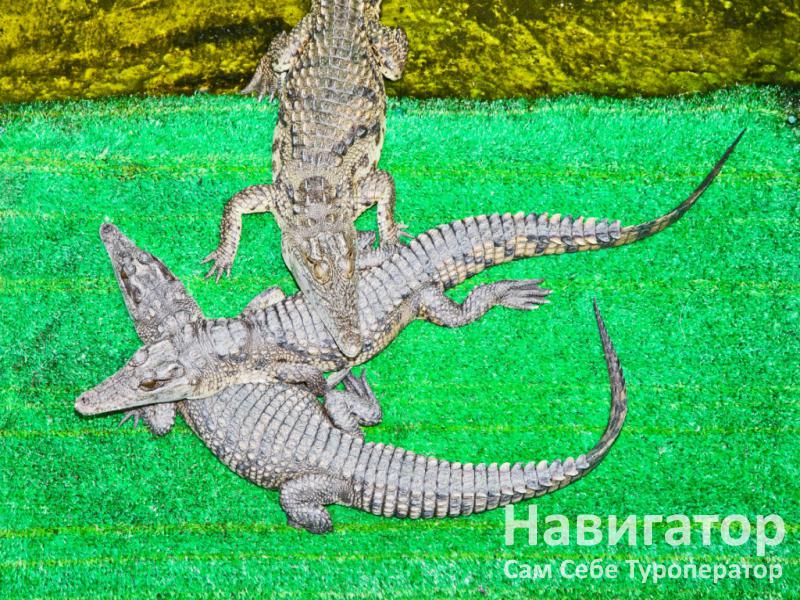 ЛАДА - пансионат в Голубицкая