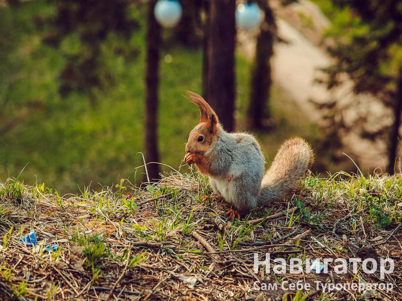 ЦЕЛЕБНЫЙ НАРЗАН - санаторий в Кисловодск