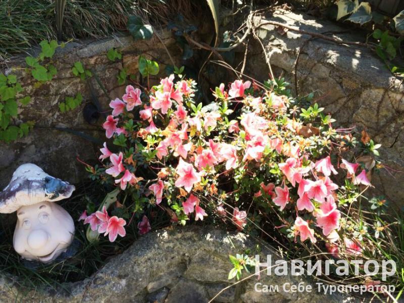 ЭЛИС - гостевой дом в Адлер