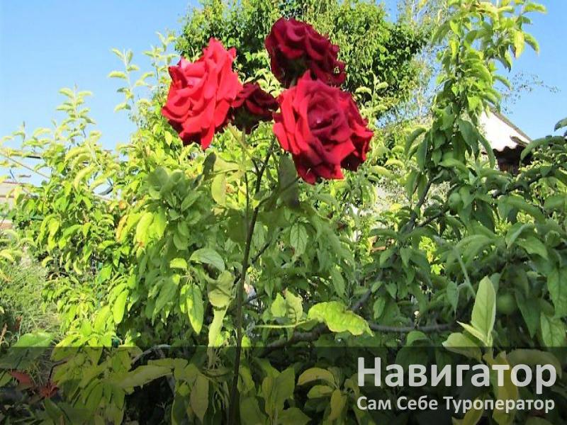 ЗВЕЗДНОЕ НЕБО - гостевой дом в Евпатория
