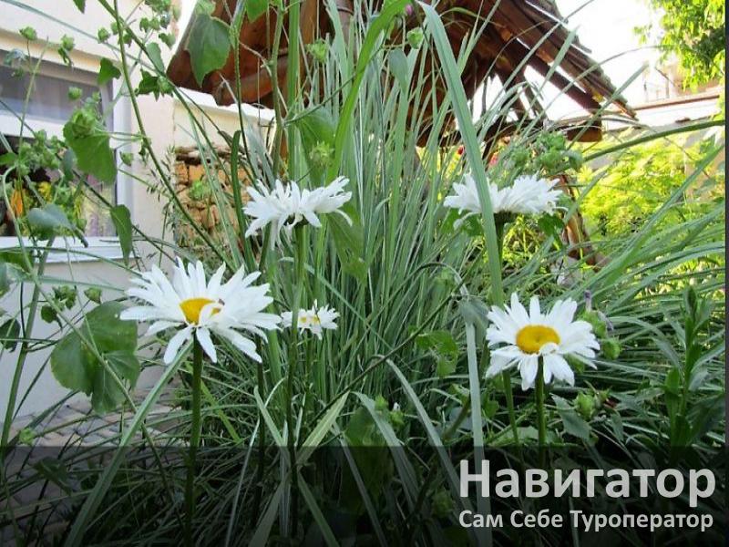 ЗВЕЗДНОЕ НЕБО - гостевой дом в Евпатория