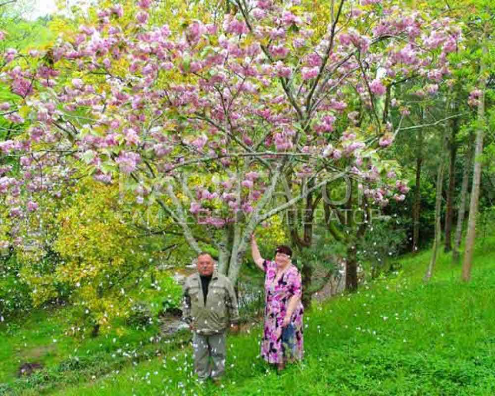 БЕЛЫЕ НОЧИ – санаторий в Курортные поселки Лазаревского района