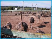 МИР ЭКЗОТИКИ – агротуркомплекс в Горячий ключ