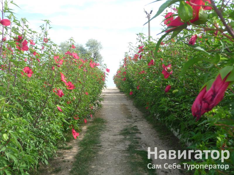 КОЛОС - база отдыха в Голубицкая