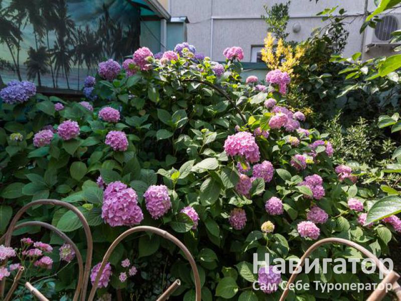 ПЛЯЖ - гостевой дом в Адлер - Чкаловский район