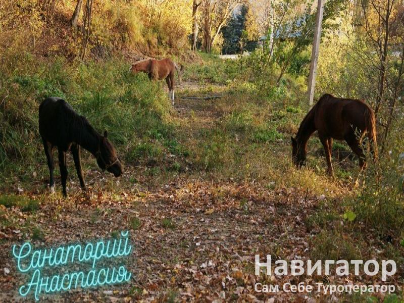 АНАСТАСИЯ - санаторий в Хутора и поселки Адыгеи