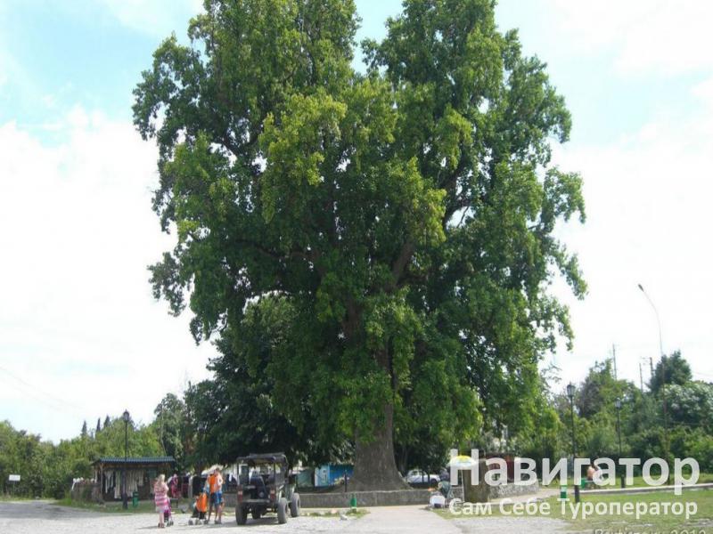 ЛАУРА - гостевой дом в Курортные поселки Лазаревского района