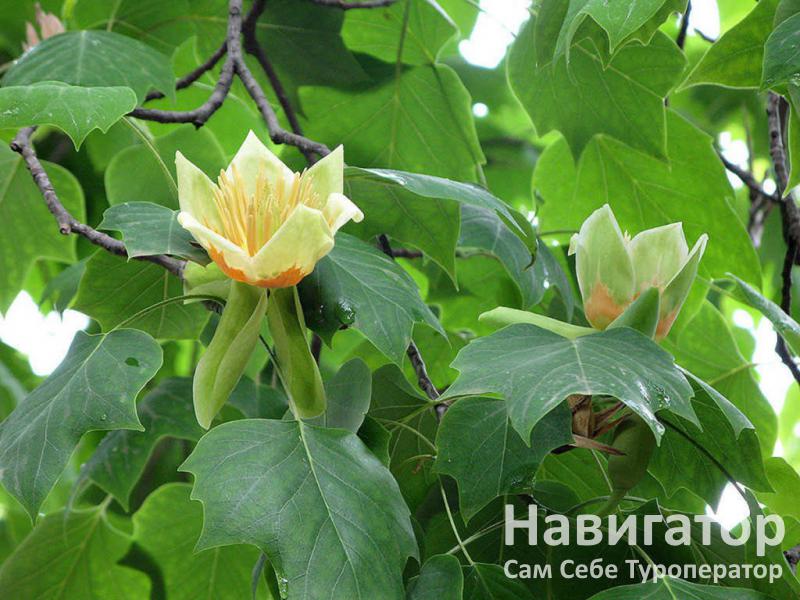 ЛАУРА - гостевой дом в Курортные поселки Лазаревского района