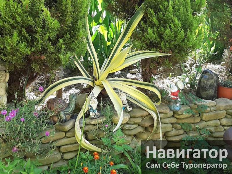 РАФАЭЛЬ - гостевой дом в Адлер