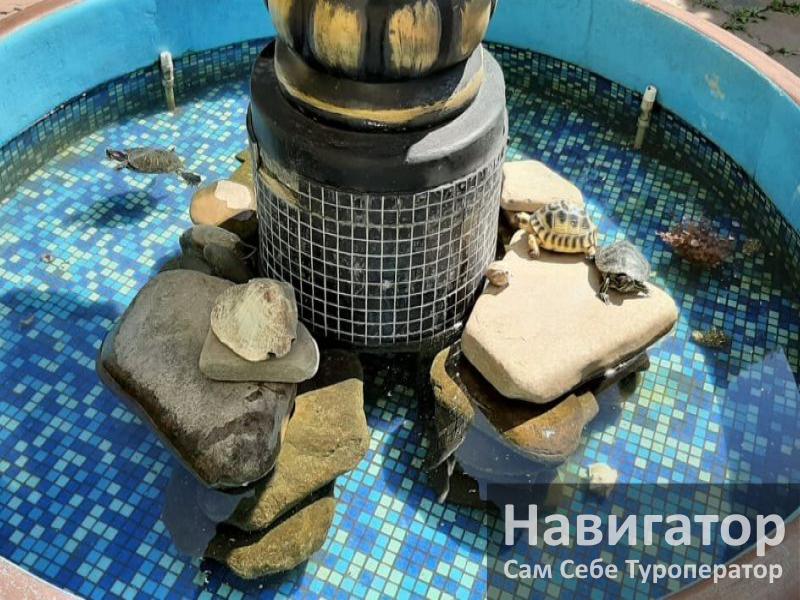 РАФАЭЛЬ - гостевой дом в Адлер