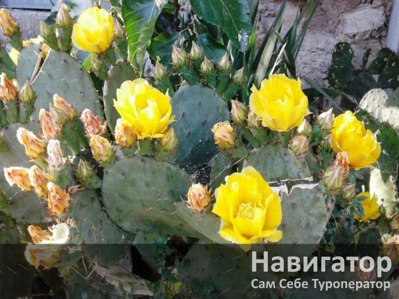 РАДМИР - гостевой дом в Алупка