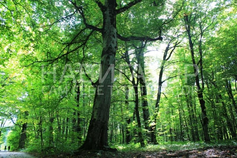 РОДНИК в Автодорога Даховская - Лаго-Наки