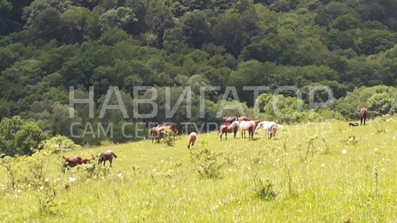 НАХАЛЕНОК- гостевой дом в Мостовской район