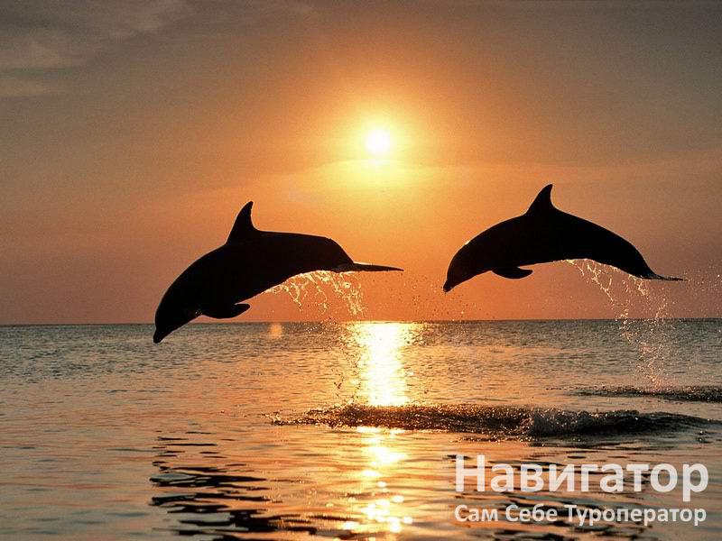 БУРЕВЕСТНИК - пансионат в Курортные поселки Лазаревского района