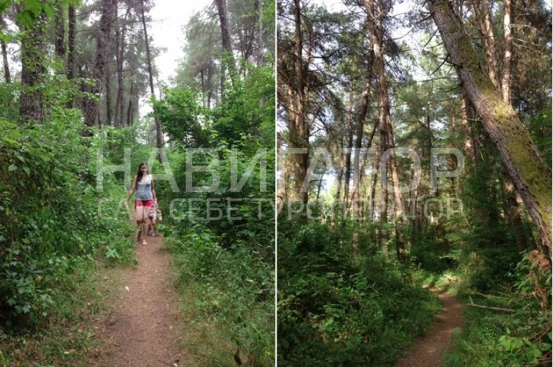 БАМБУКОВАЯ РОЩА - гостевой дом в Пицунда