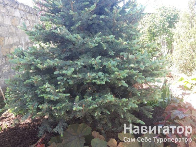 ЕЛЕНА - гостевой дом в Село Великовечное