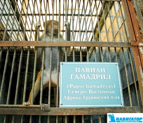 obezyanii_pitomnik_17.jpg